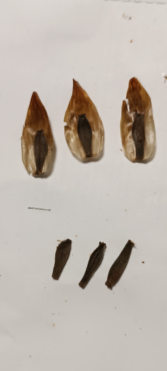 Семена георгин