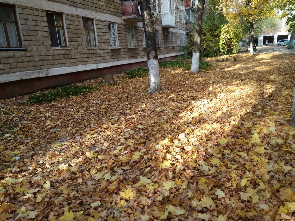 Штрафы за листву во дворе: новые правила чистоты и что делать, если не убирают