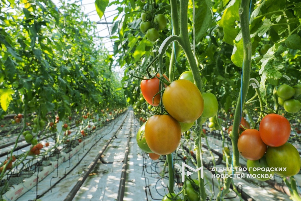 Фотограф: Денис Гришкин