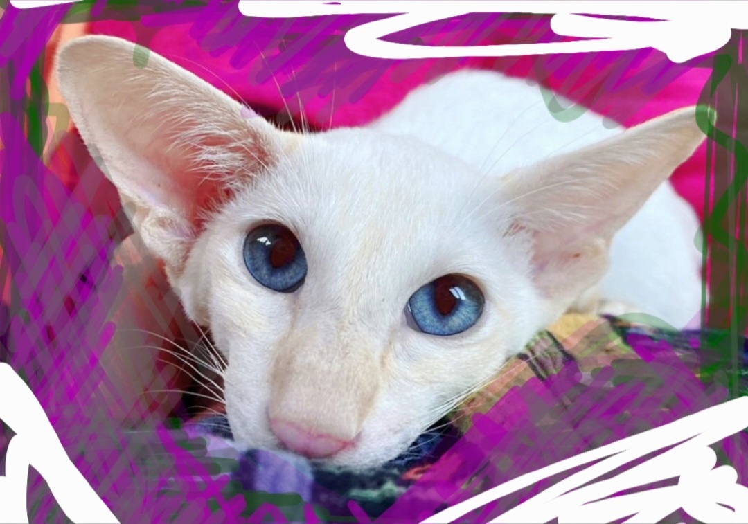 Фотоколлаж - собственность автора канала "ТАК НАДО".