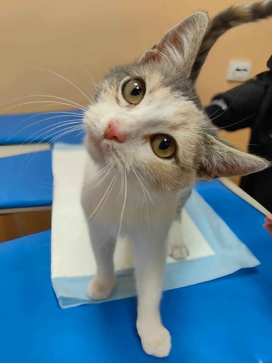 Кошечка Симона