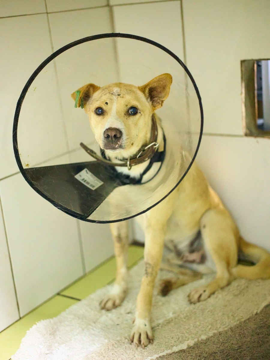 Пёсик Бельчонок