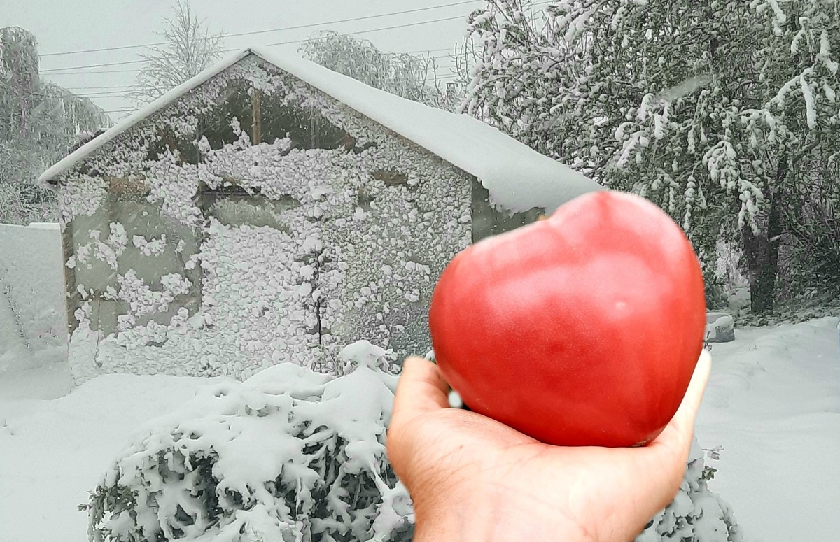 Фотоколлаж автора. 