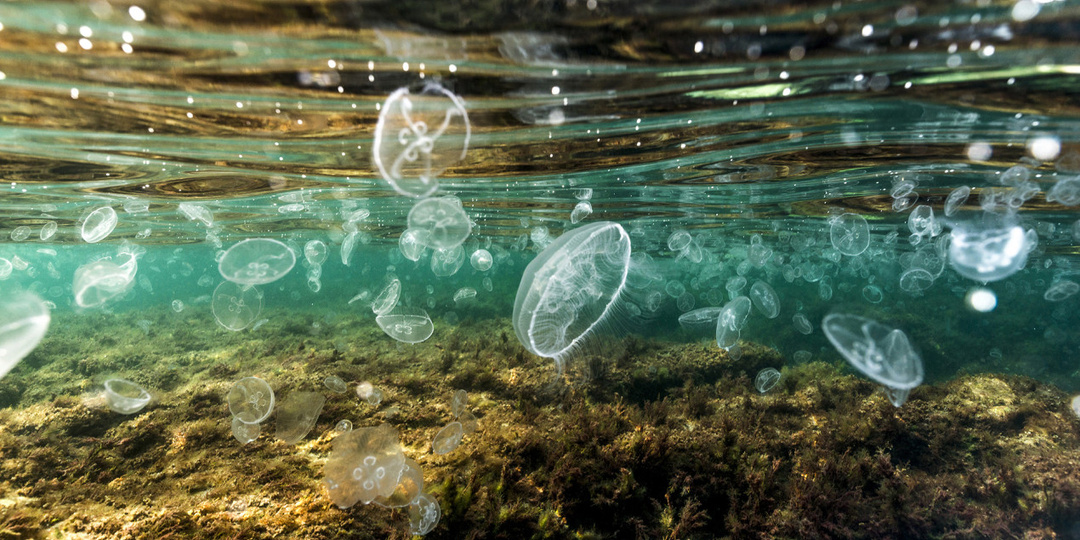 День Черного моря: топ-5 фактов