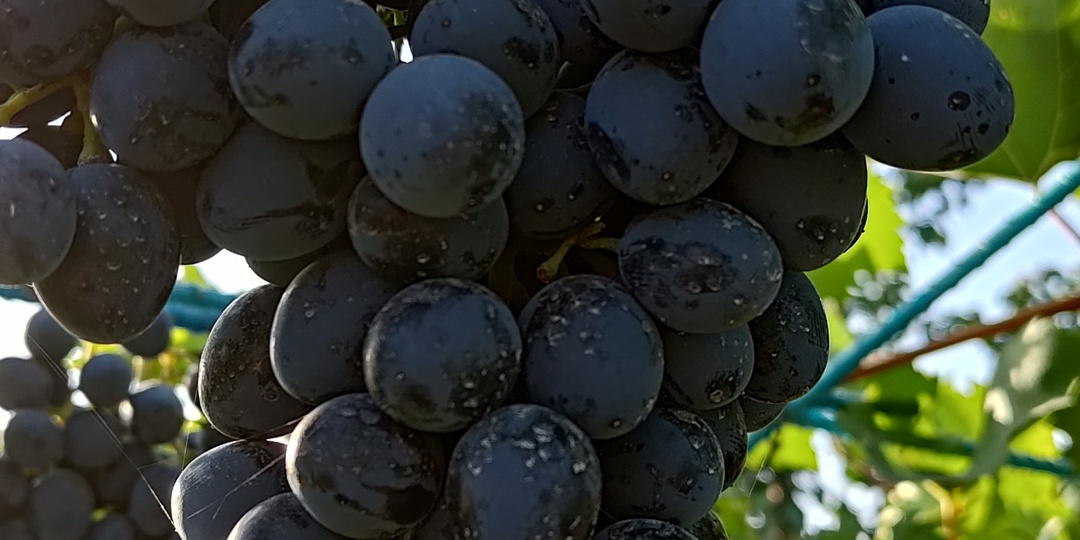 Виноград Молдова-"халявная халява". Опять на те же грабли.