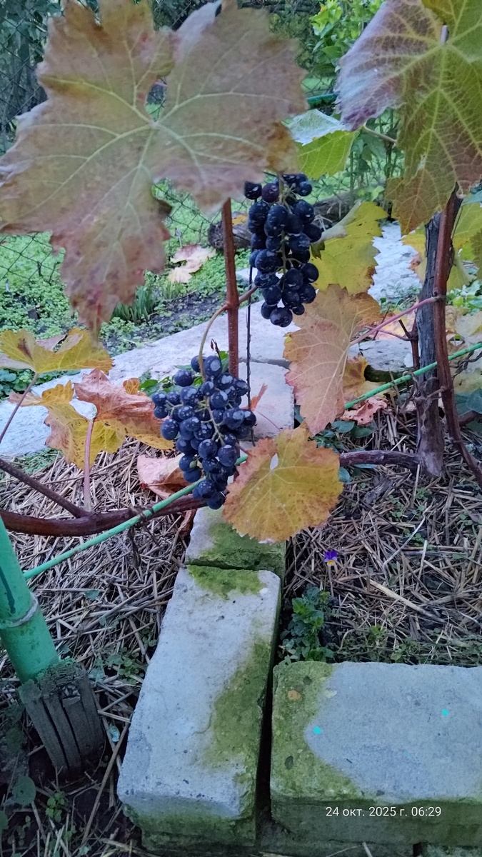 Представлял себе хоть немного похожее на это, а получил как всегда 🥺.