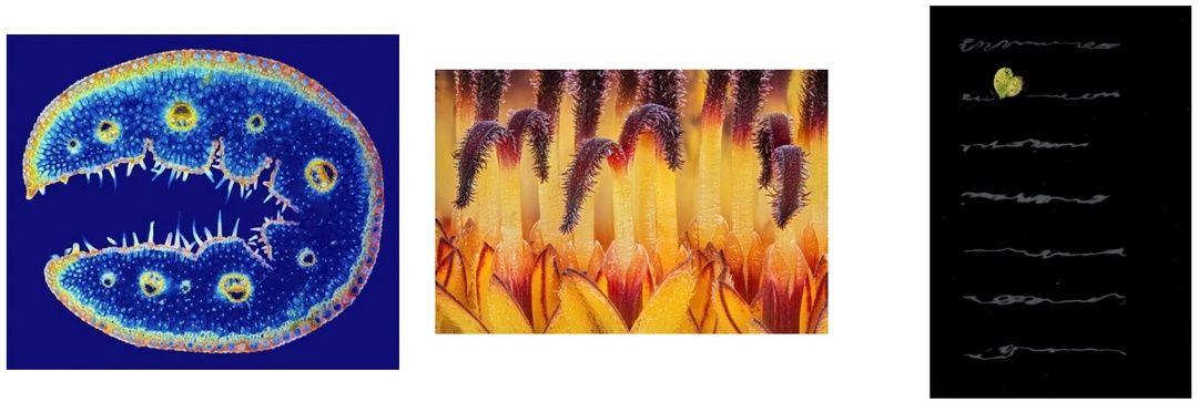 Close-Up фотограф года 2025. Взглянем поближе на предварительную выборку