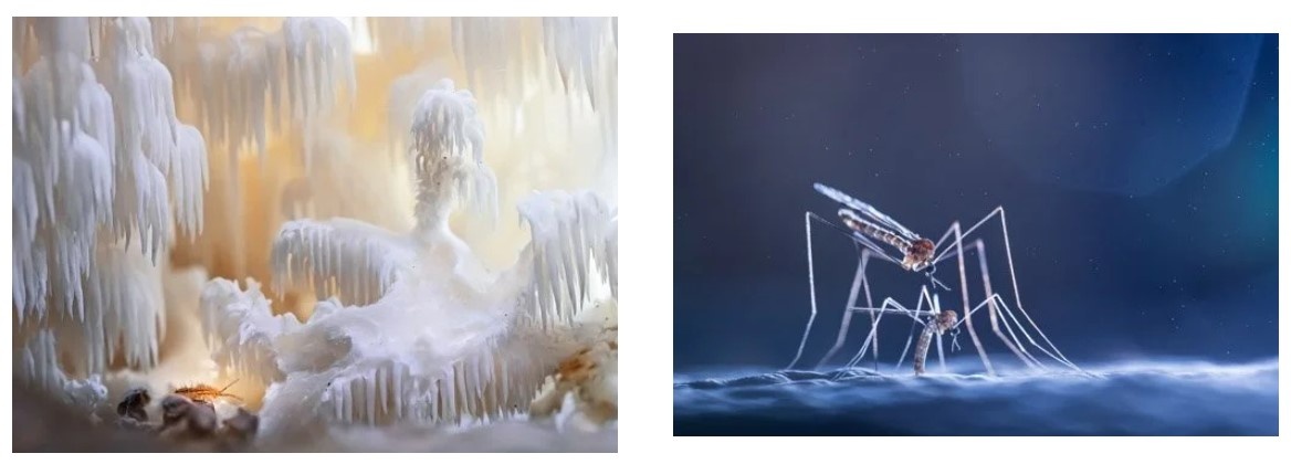 Номинация Насекомые. Фото Валерия Зверева