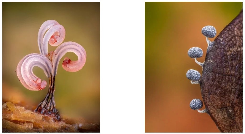 Номинация Грибы