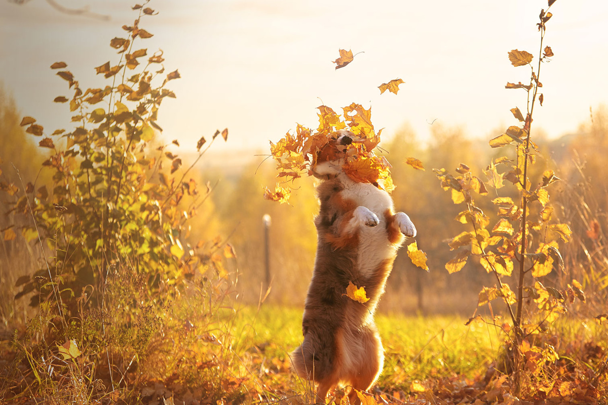 Охотится за листьями