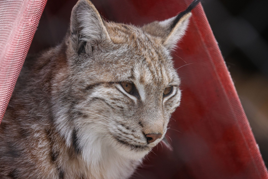    Сергей Булкин/NEWS.ru