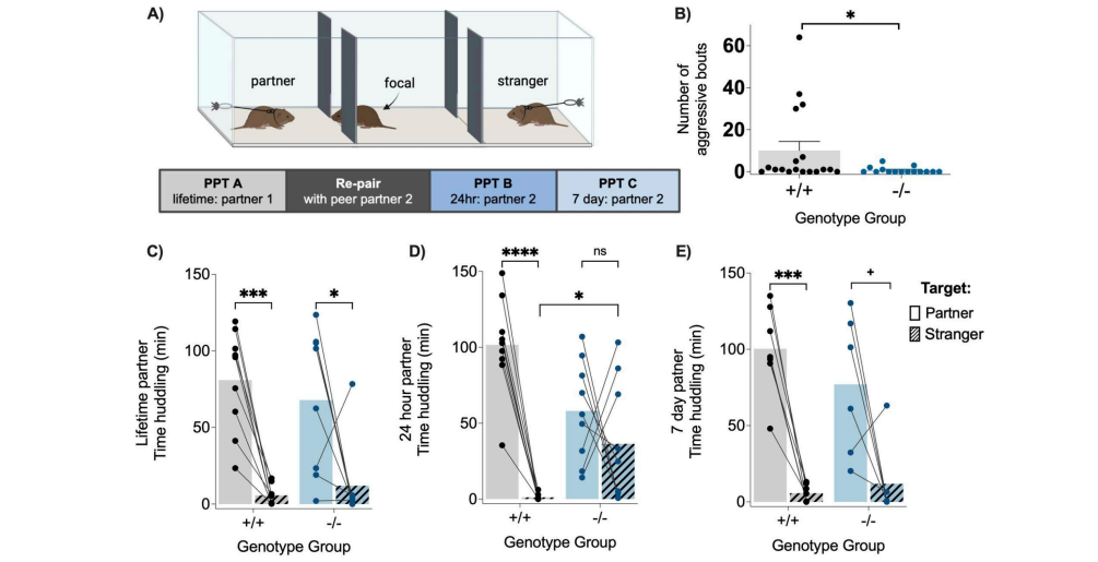 Источник изображения: https://doi.org/10.1101/2025.05.15.654128