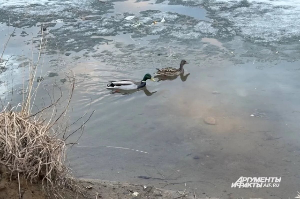    Эколог Щербаков объяснил, почему в Тюмени утки не улетают на юг