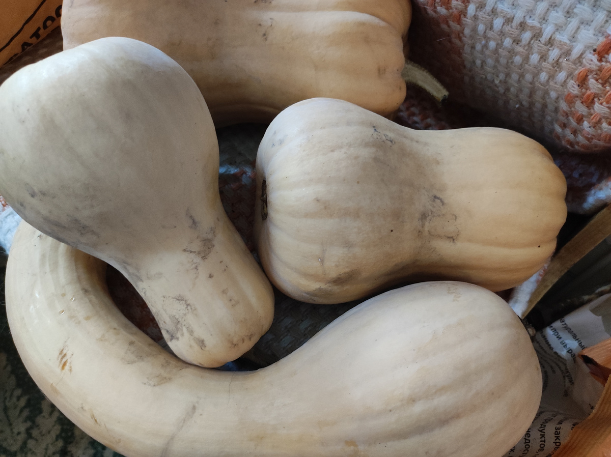 Фото не получилось, без света и пасмурный день, на самом деле она оранжевая. Фото автора.