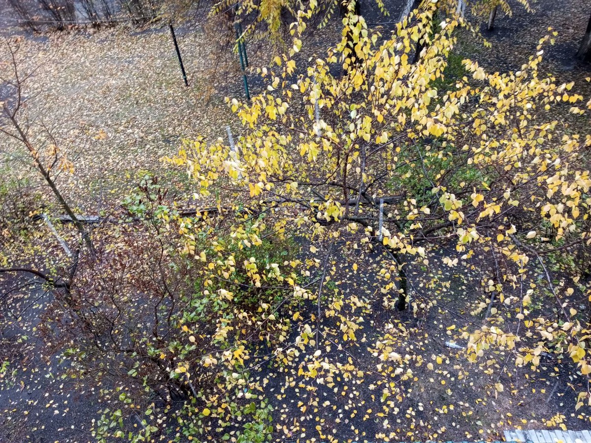 "Дни поздней осени бранят обыкновенно, Но мне она мила, читатель дорогой."...