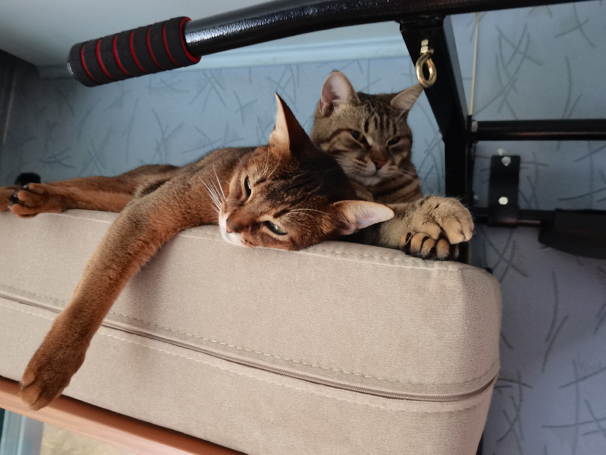 Лежать- самое важное и ответственное у котов