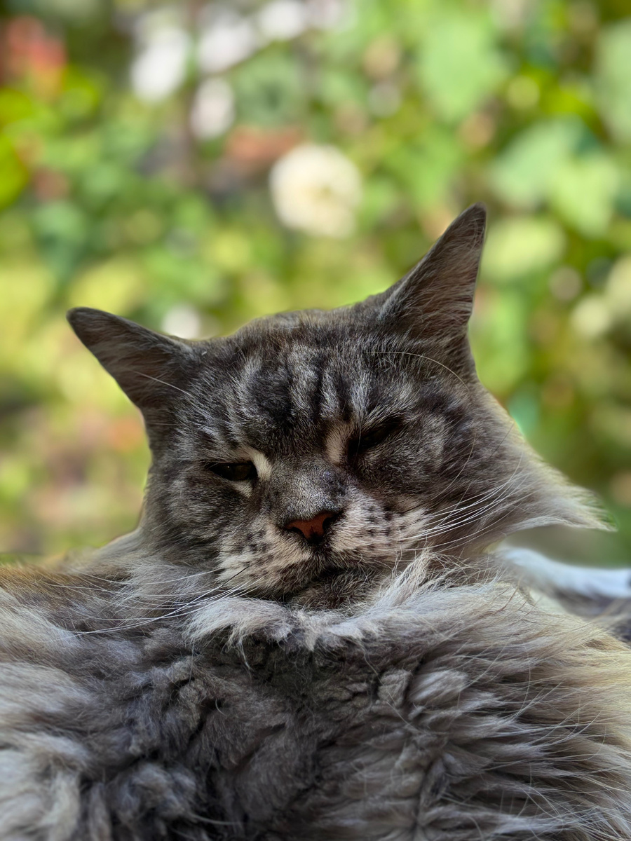 Собственно Мара