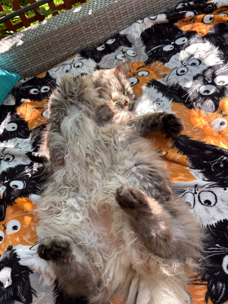 Королевы только так и спят! Кстати вы знали, что если кошка спит в такой позе, то она вам полностью доверят?