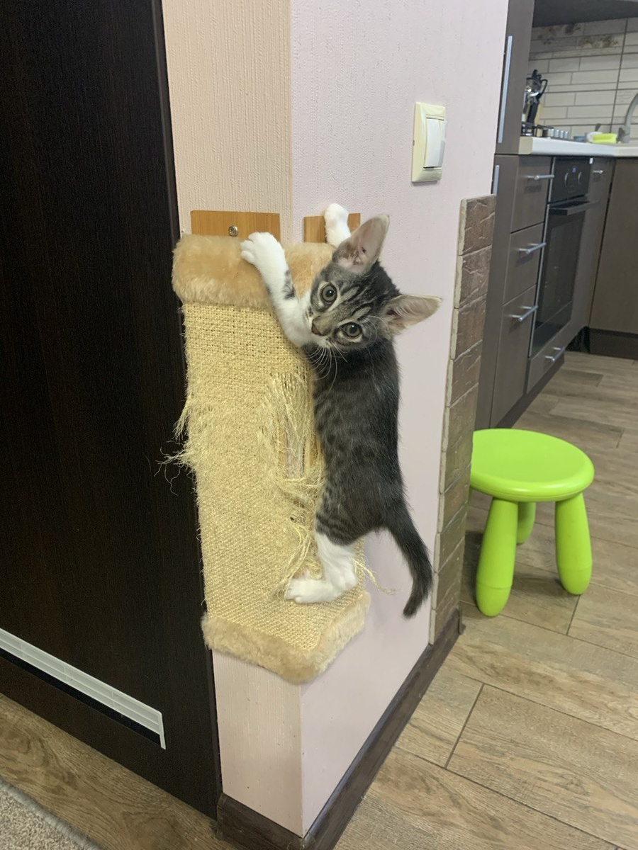 Игрунья Мася