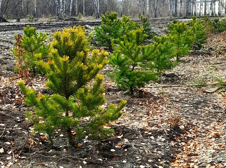 Новый парк или старый лес (Вырубки закончились)