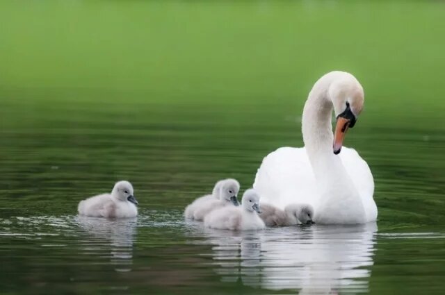    К чему снятся лебеди?