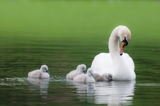    Белый лебедь, снящийся одинокому человеку, предсказывает скорые перемены на личном фронте к лучшему. Фото: istockphoto.com