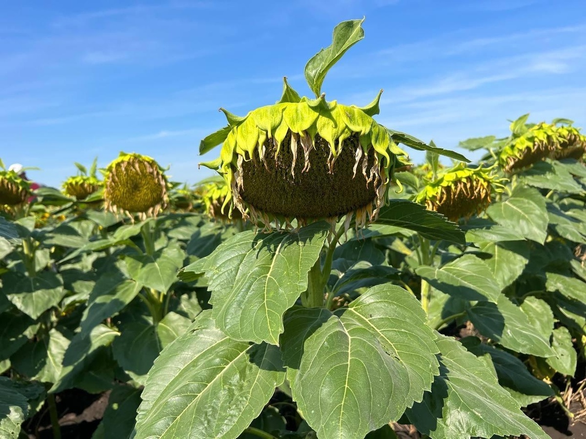 Гибрид подсолнечника Бинго
