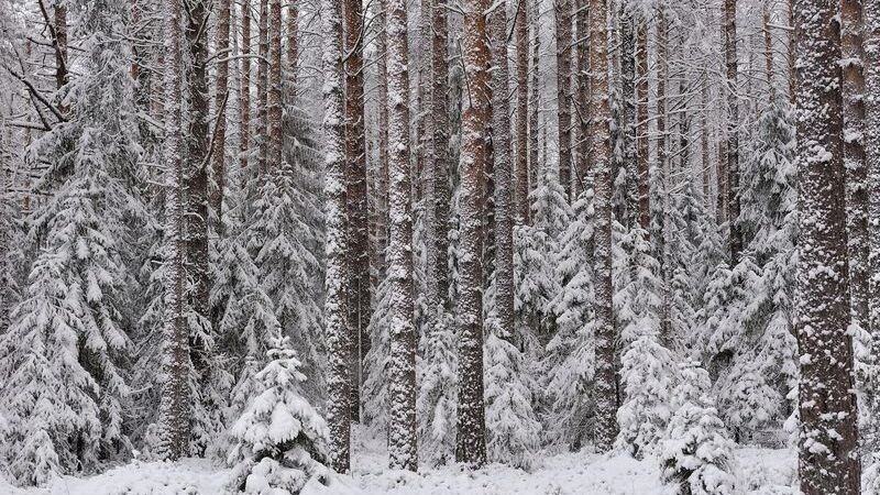    Фото: Grigoriy Pil/Shutterstock/Fotodom