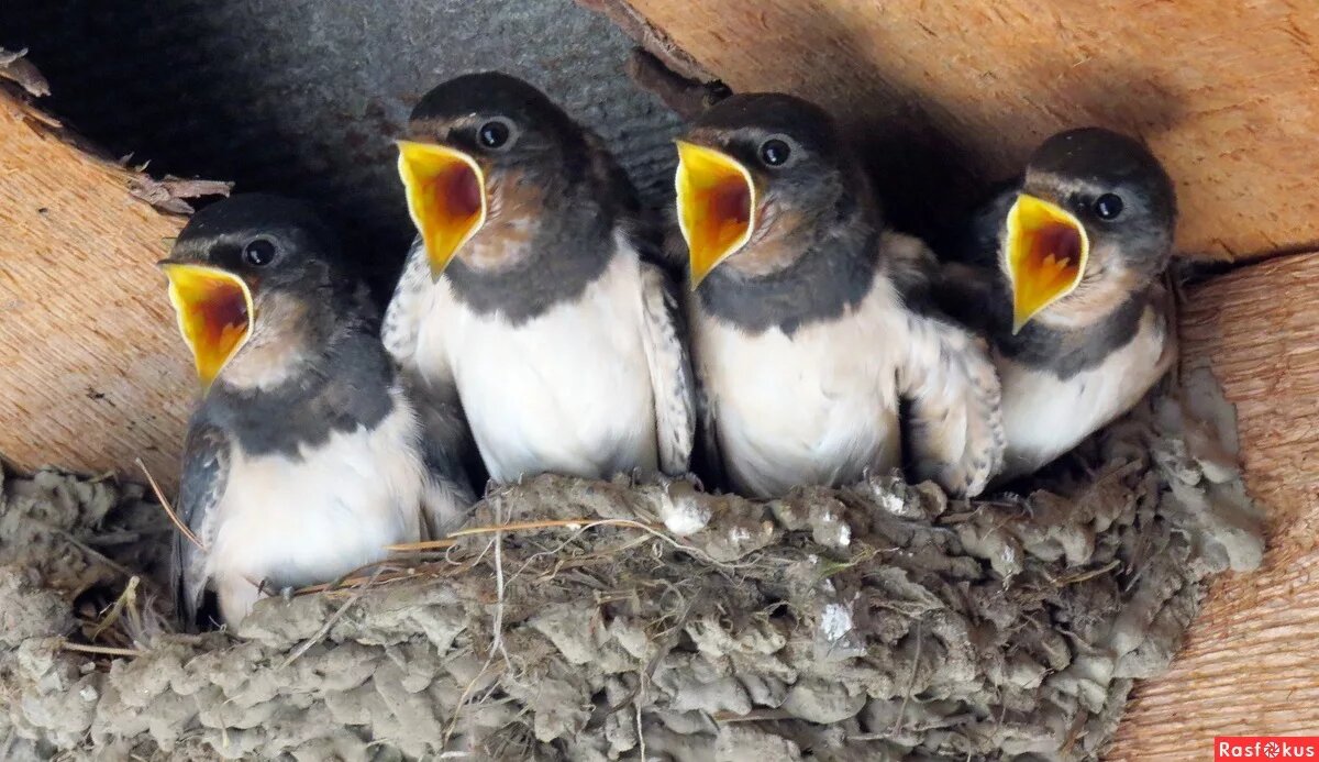 картинка из интернета