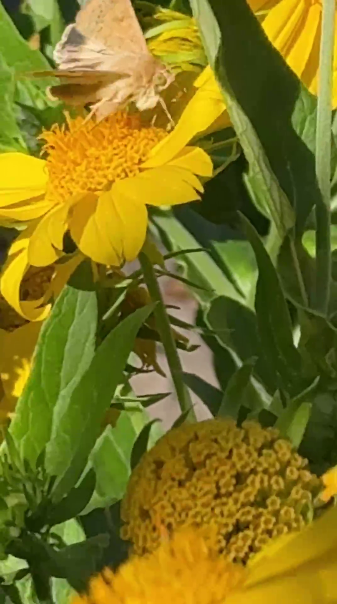 Рудбекия – канал про цветы. 15 сентября 2025 год.