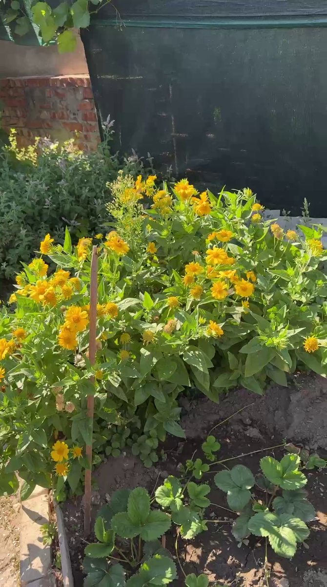 Рудбекия – канал про цветы. Подскажите название! 15 сентября 2025 год.