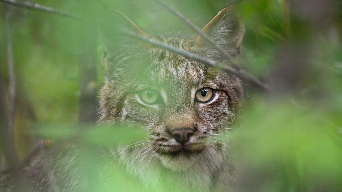    Фото: Scalia Media/Shutterstock/Fotodom