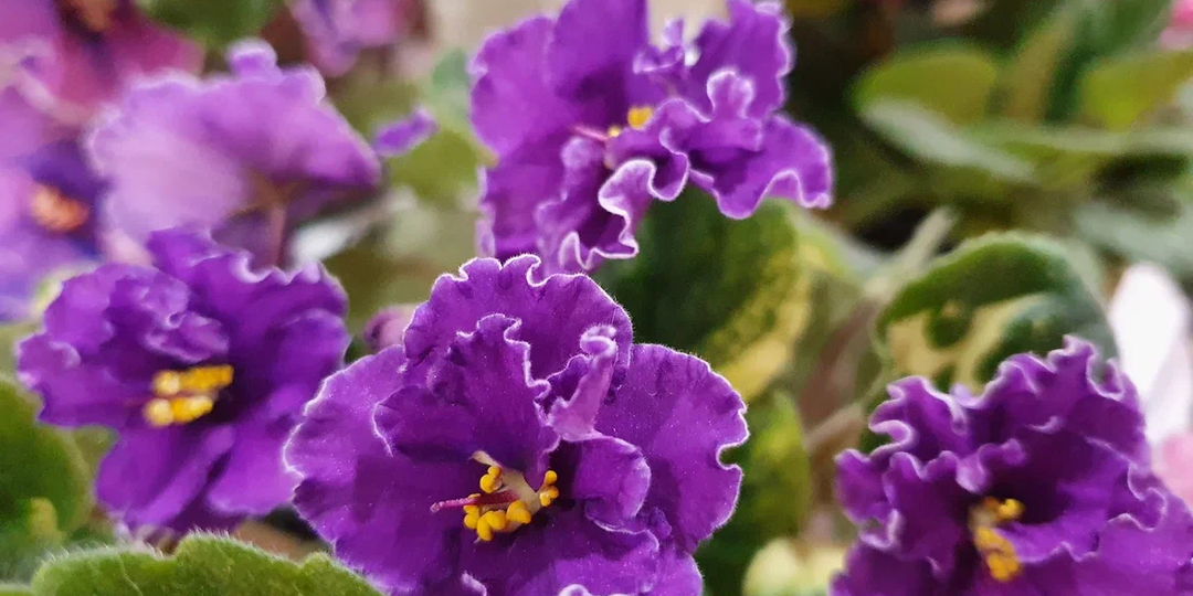 9 растений из нашего детства, которые теперь не найти - пришла им достойная замена