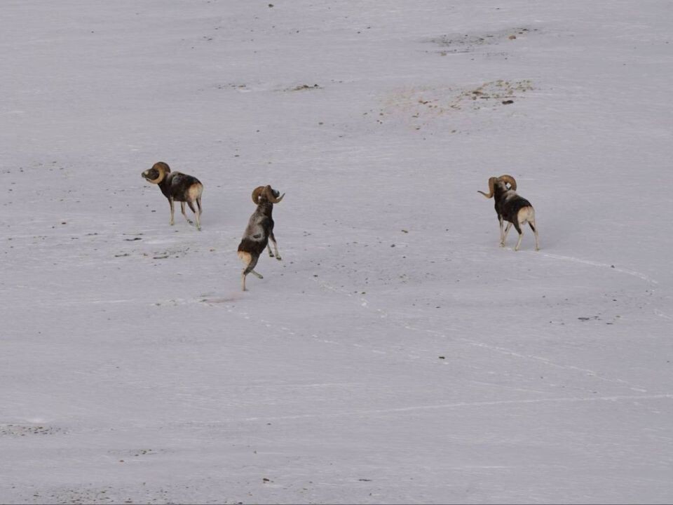    Бои самцов аргали. Источник: Алексей Кужлеков / t.me/sailugem