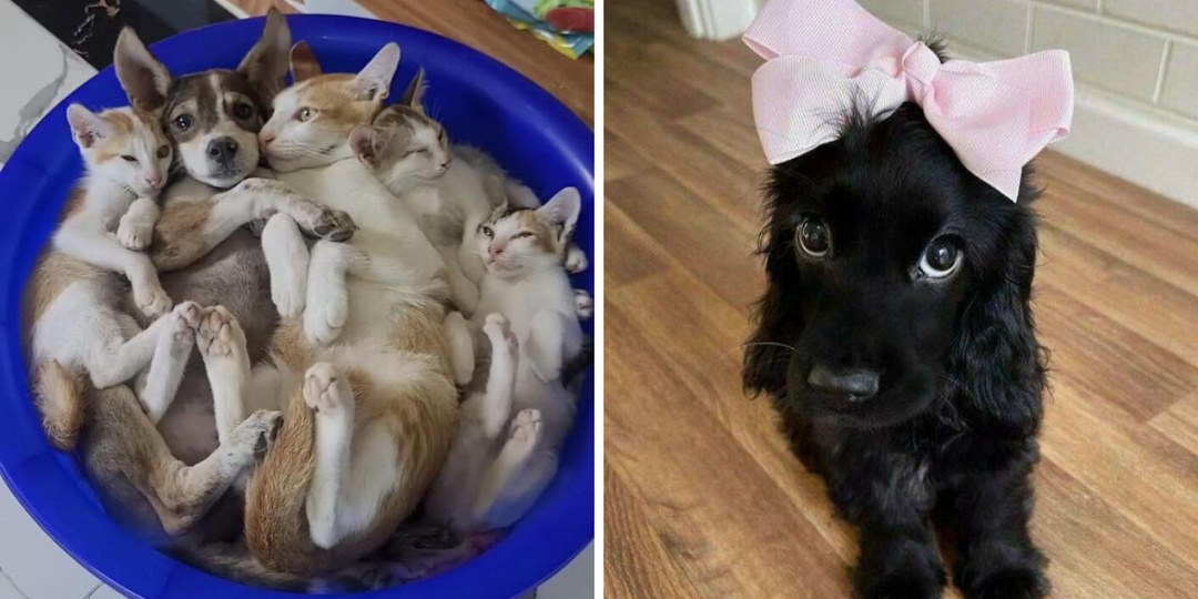 15+ фотографий животных, которые смягчат даже самые черствые сердца