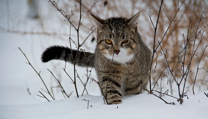 1 ноября отмечается Иванов день (проводы осени): почему нельзя оборачиваться, услышав шаги за спиной