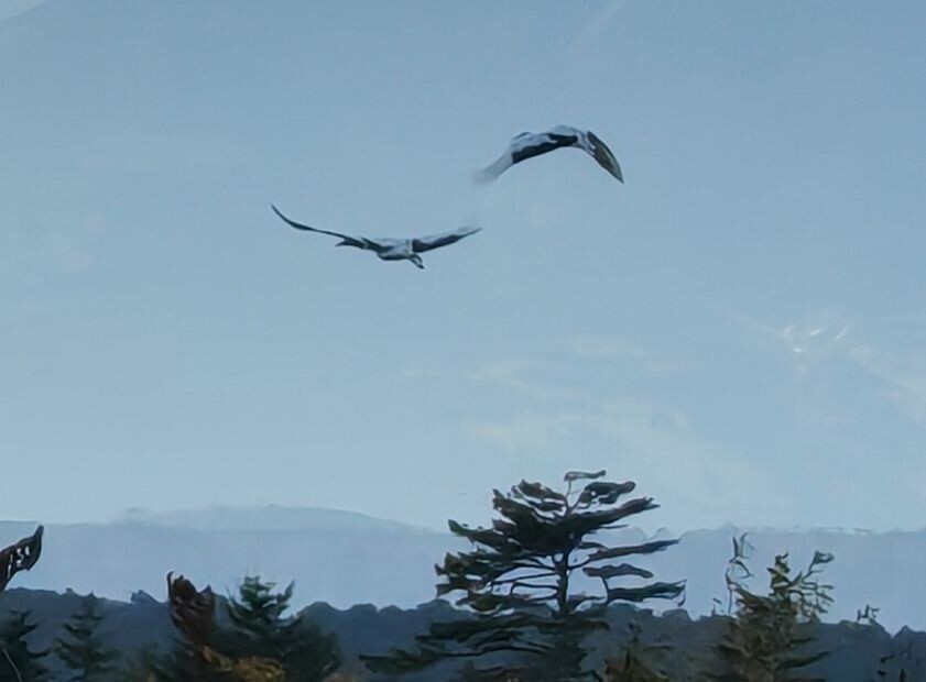 Сегодня на маршруте "Серебряные болота" пара японских журавлей