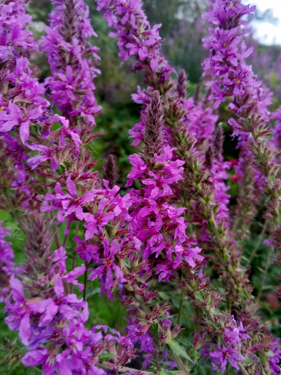 Дербенник иволистный. 