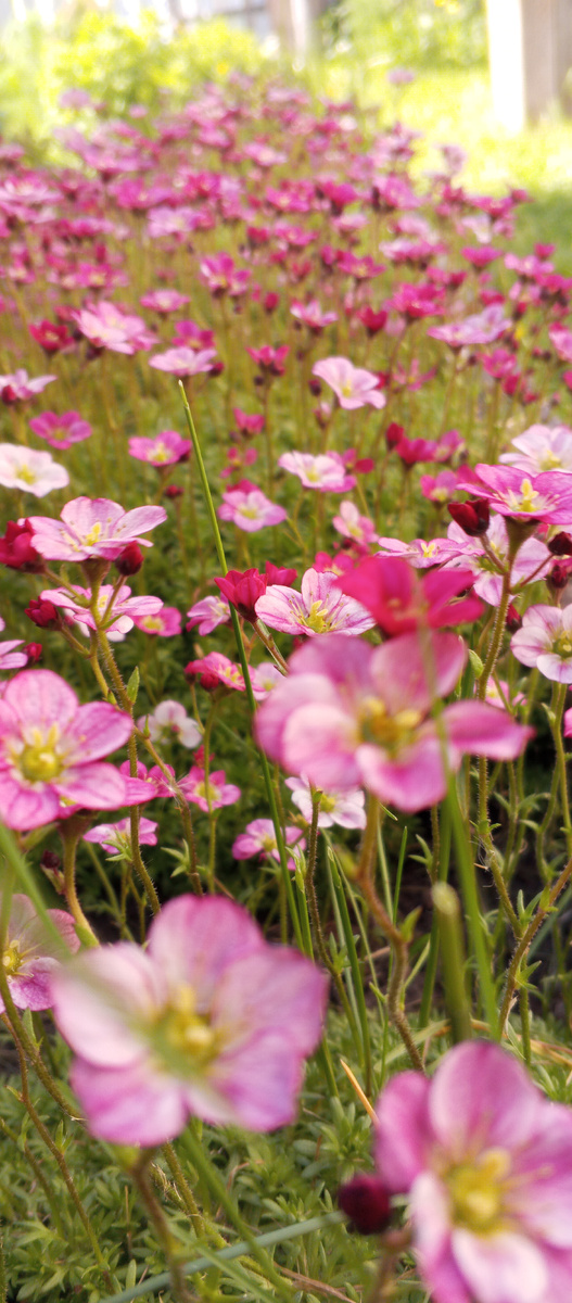 Камнеломки Арендса. 