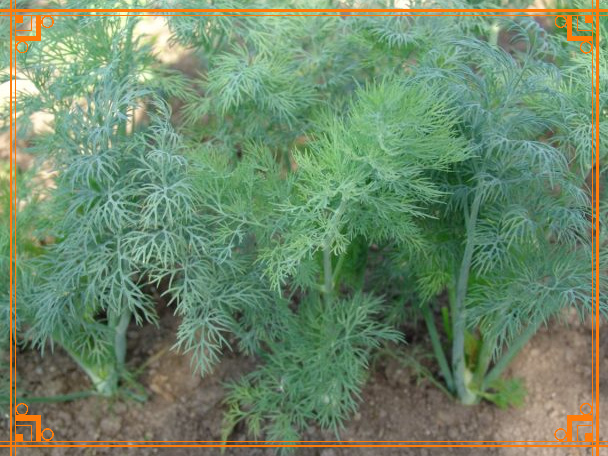 Фото из Интернета. Описание сорта укропа Амазон