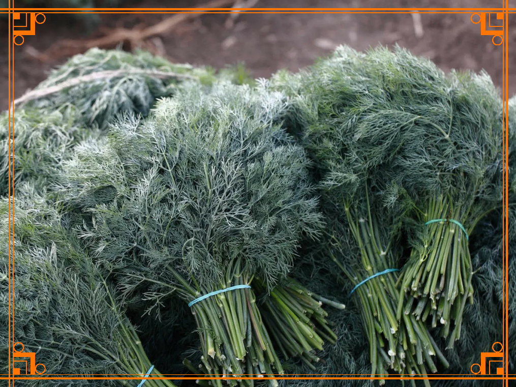 Фото из Интернета. Как выращивать укроп Амазон