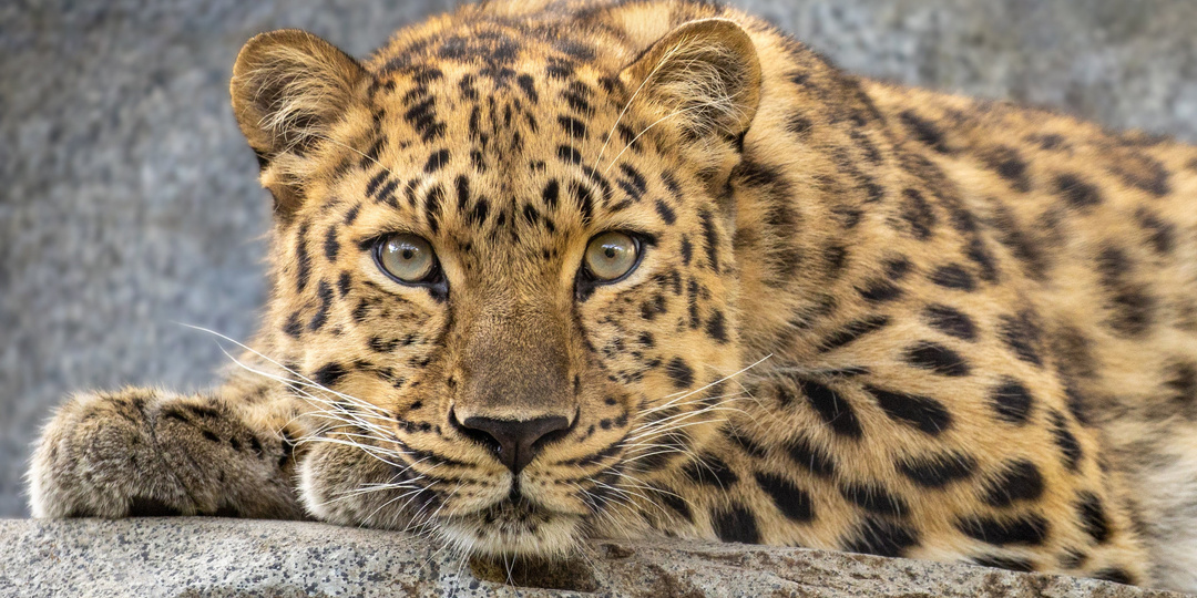 Леопард или пантера — это один и тот же зверь? В чём разница на самом деле