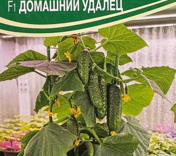 Огурцы ультраранние - самые😍 желанные.