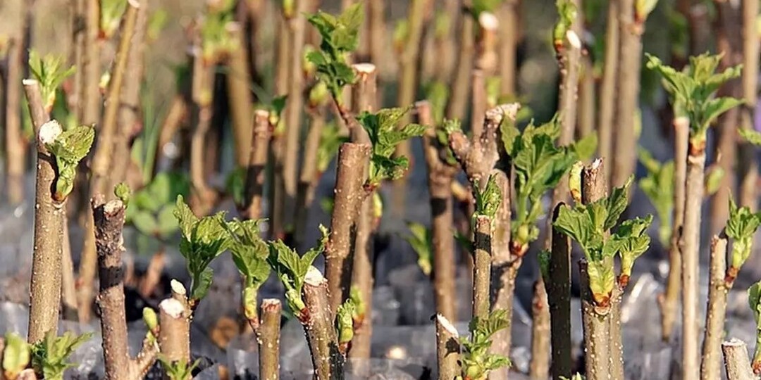 Осеннее черенкование без мистики: что я размножаю после листопада и как довожу до корней к весне