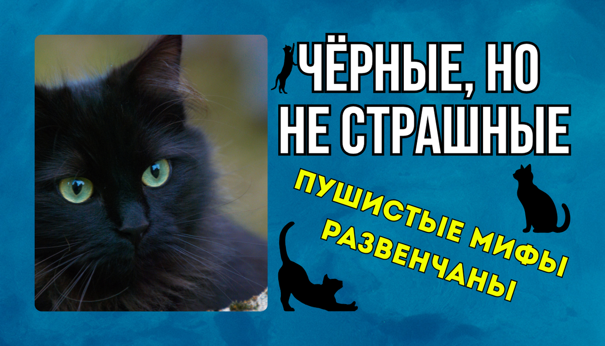 10 пород чёрных кошек, которые выглядят загадочно, но ведут себя как домашние ангелы
