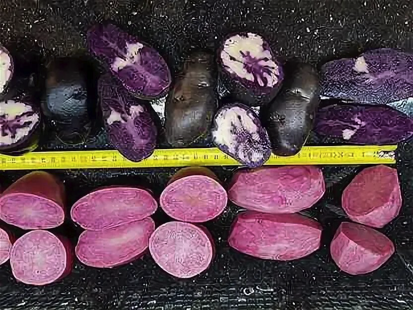 Сорта северное сияние и чудесник, фото из сети.