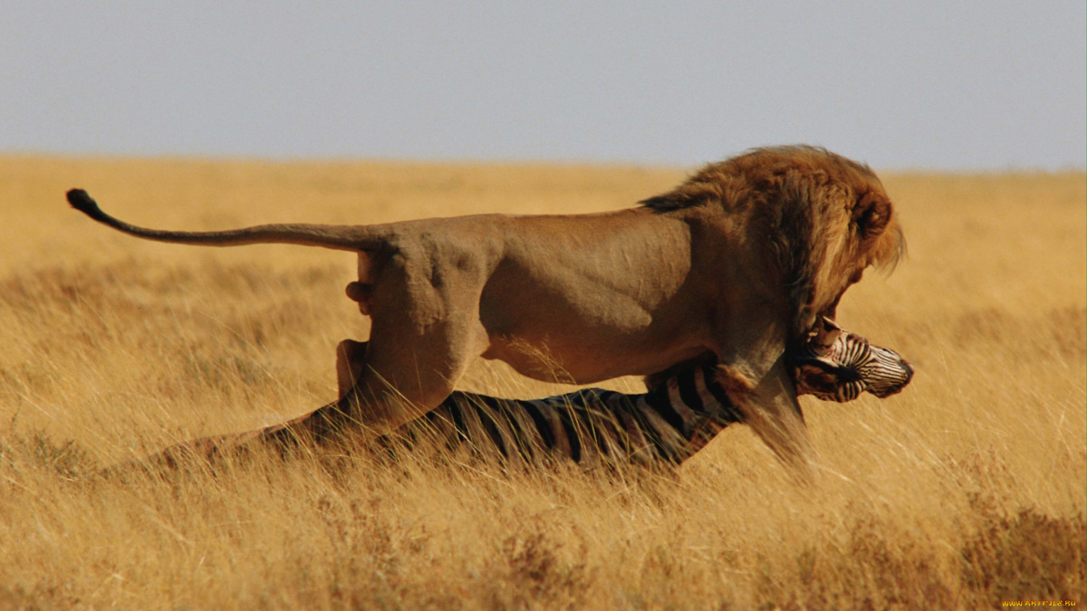 Фото с сайта: https://artfile.me/download/zhivotnye-lvy-lev-dobycha-633822/1920x1080