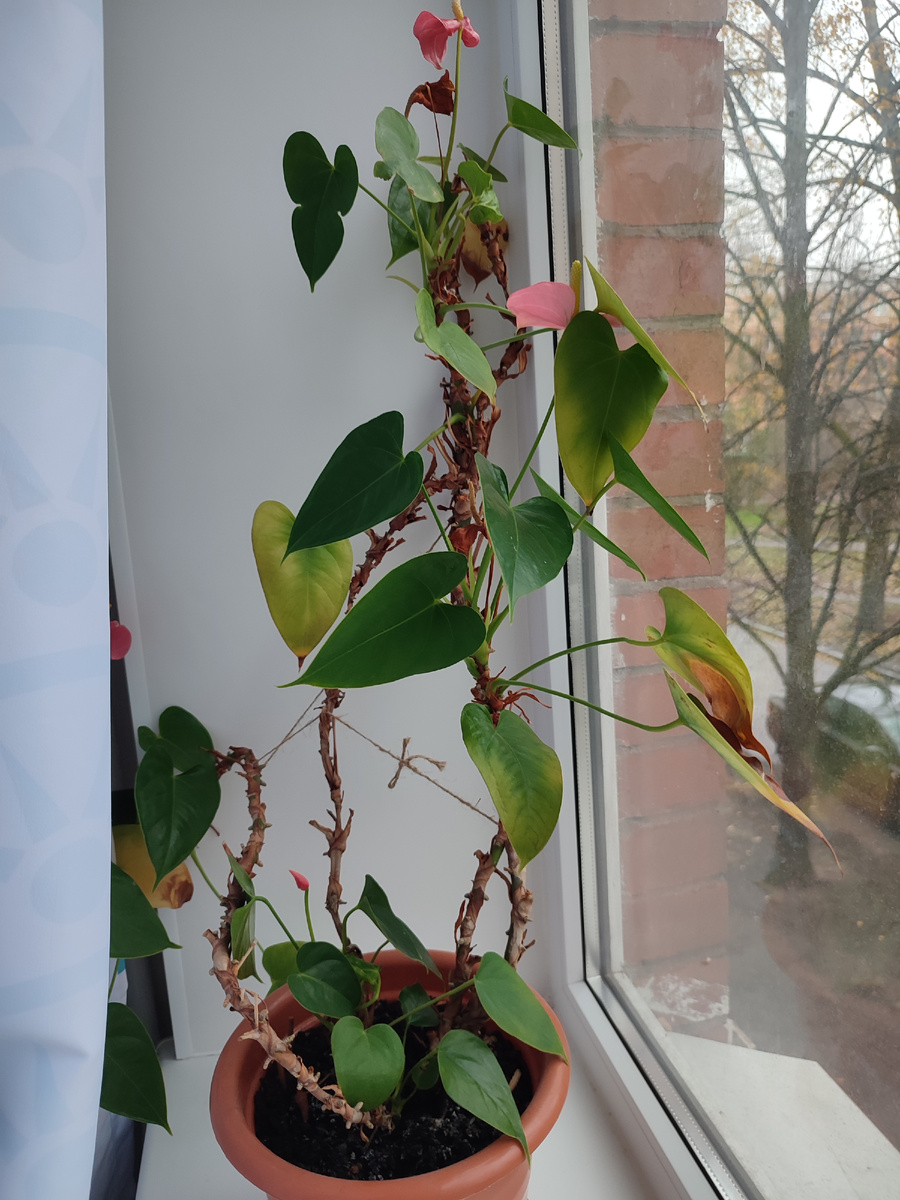 Он даже у меня цветёт