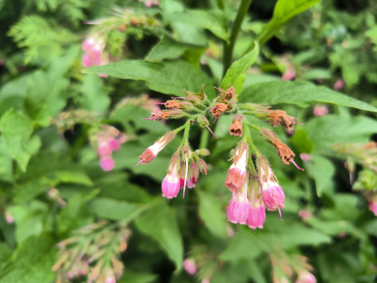 Окопник лекарственный