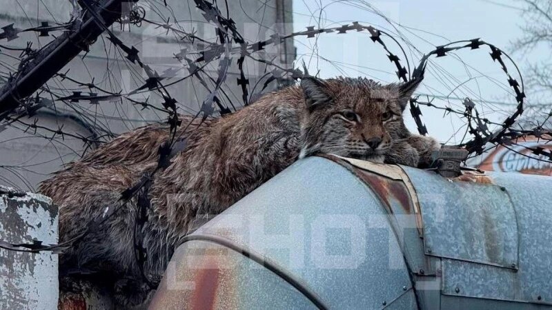     Рысь застряла в колючей проволоке Телеграм-канал SHOT